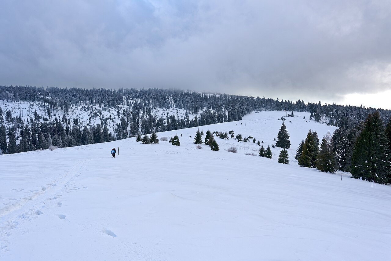 Hala Turbacz w Gorcach