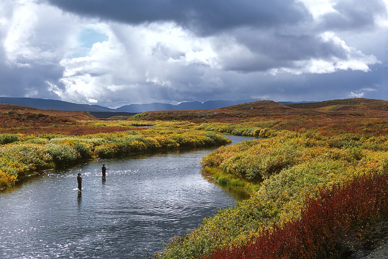 Muchowanie na rzece Tangle, Alaska
