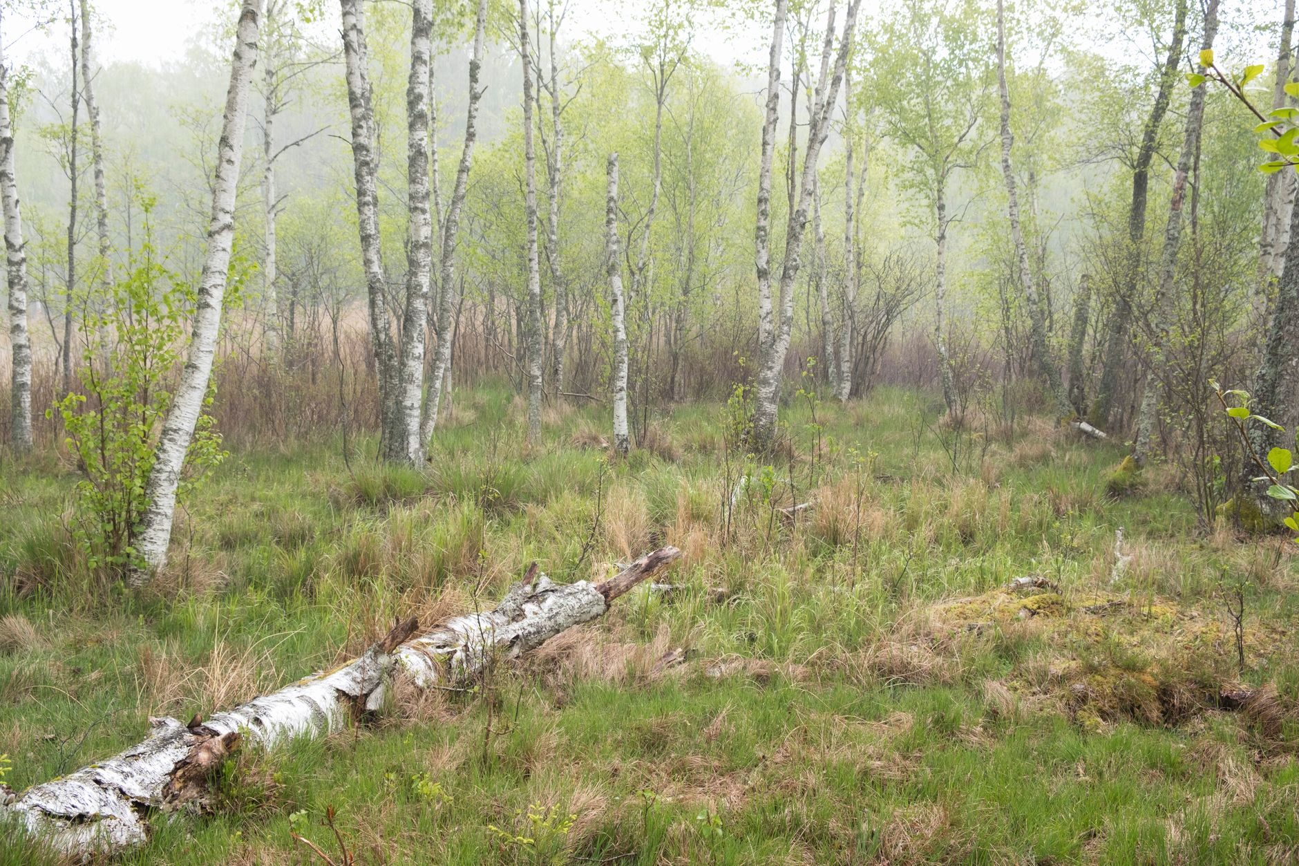 Białowieża — fotografia z dotychczasowego serwisu