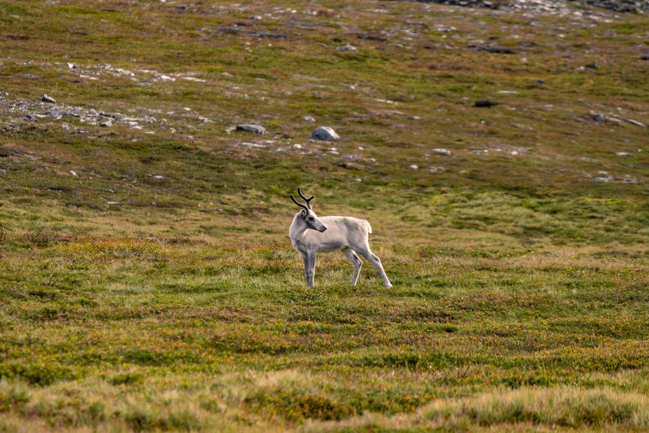 Kungsleden Droga Królewska — fotografia z dotychczasowego serwisu